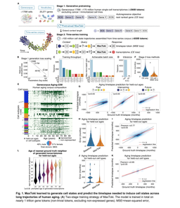 MaxToki Review: AI Predicts Cellular Aging